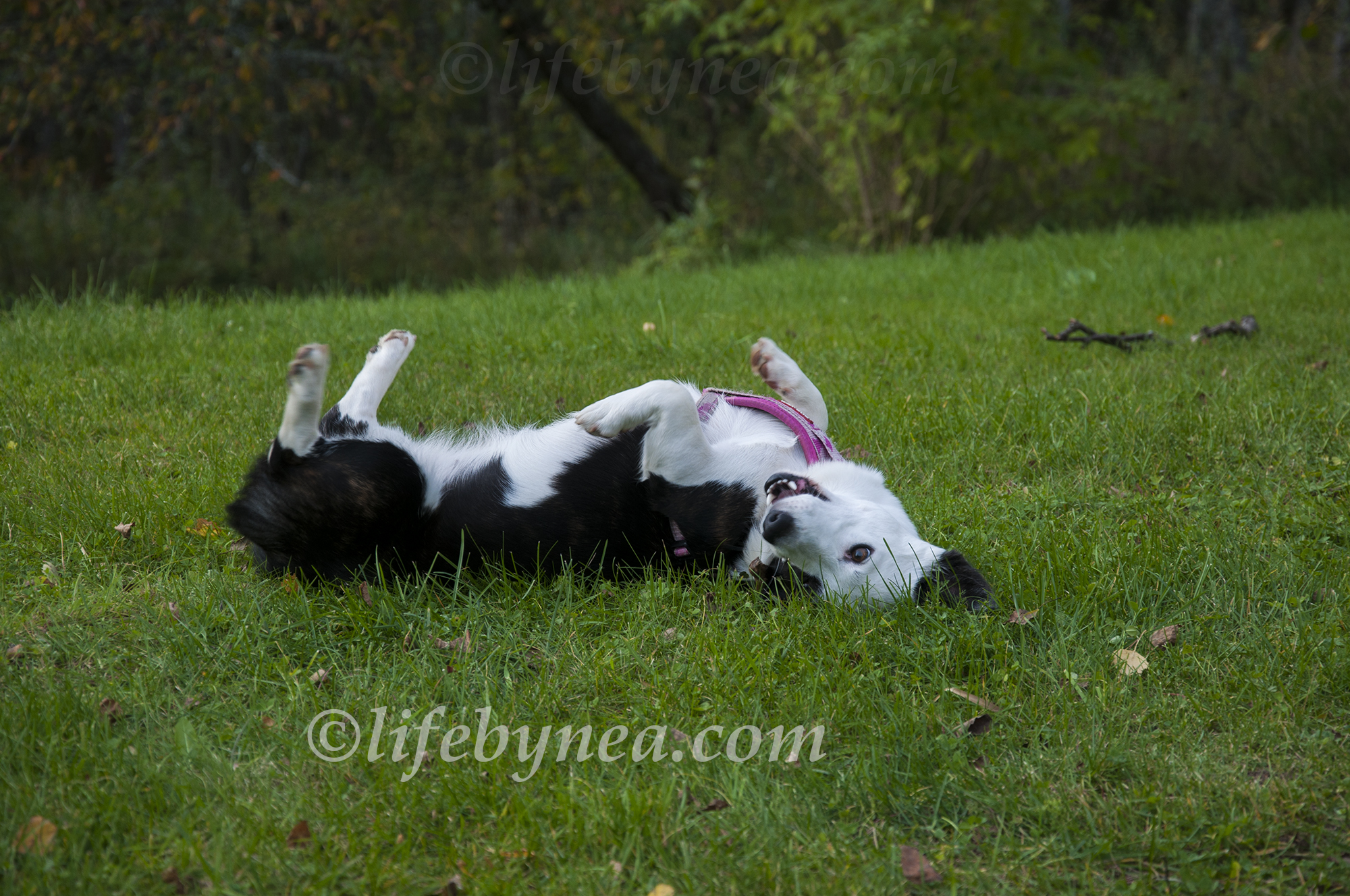 2014-10-04 Oracle hemma hos Vogelförbloggen.jpg