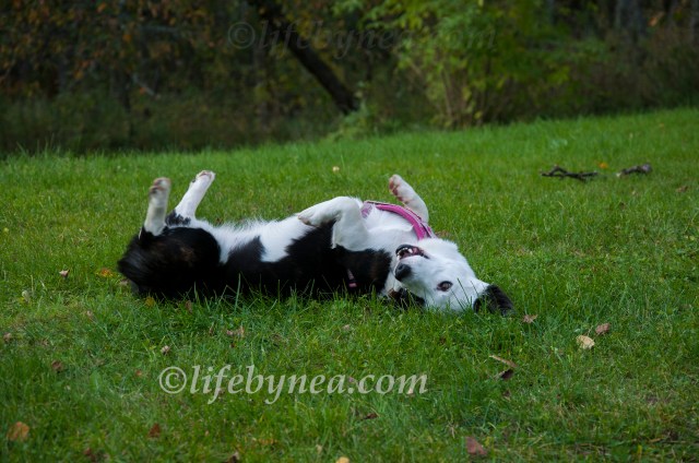 2014-10-04 Oracle hemma hos Vogelförbloggen.jpg