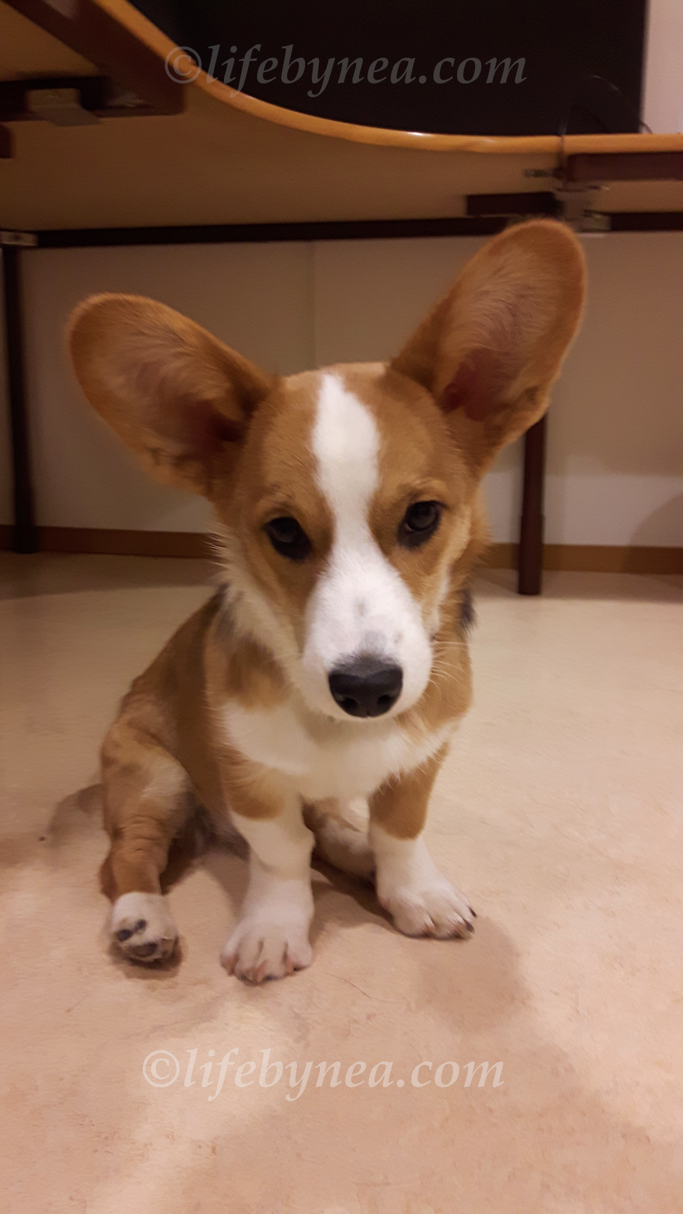 20161122_073408Zelda med vattenstämpel