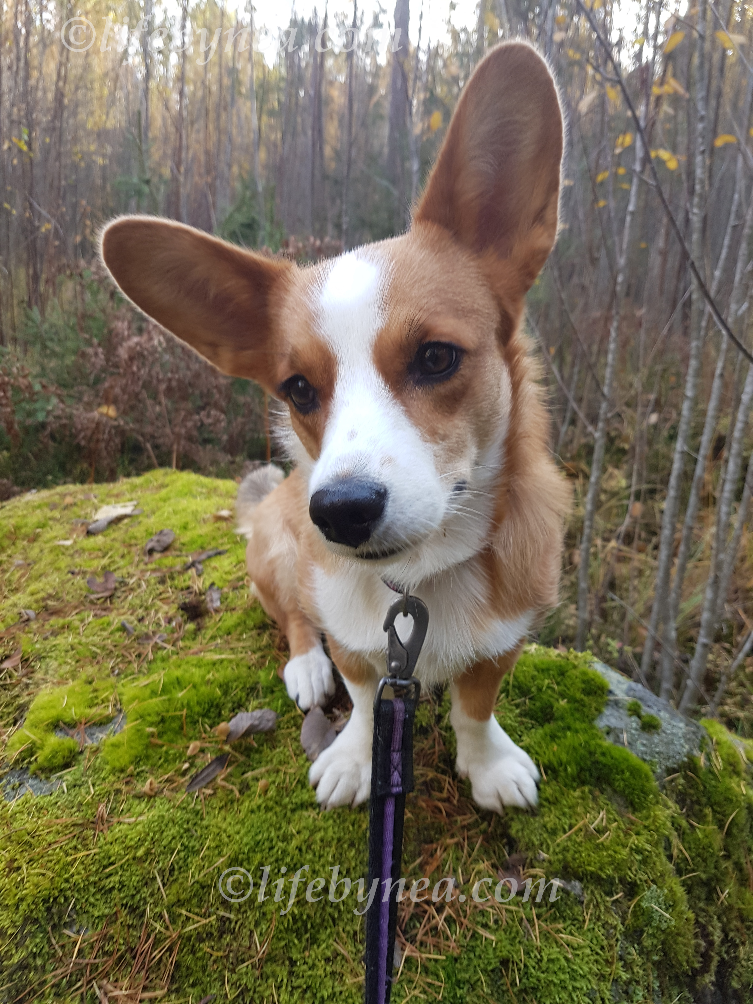 20181013_152549Zeldavattenmärke