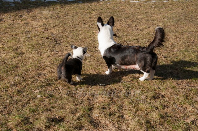 Oralce and Aylenblogg